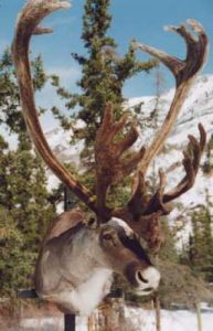 CARIBOU - Western Mtn. Bull-CO8