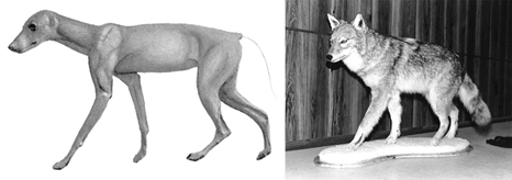 COYOTE-C34 COYOTE-C34