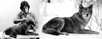 COYOTE-C37 COYOTE-C37