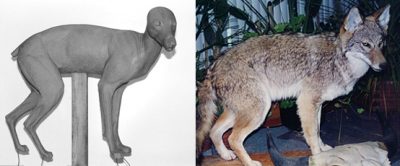 COYOTE-C38 COYOTE-C38