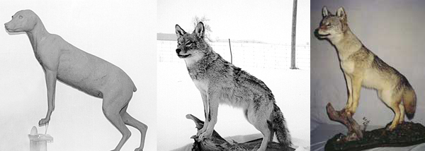 COYOTE-C42 COYOTE-C42