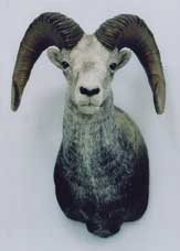 DALL SHEEP-DSSH-5