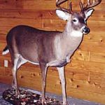 DEER - WhiteTail-WTD266