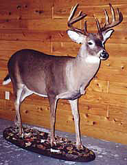 DEER-White-Tail-BUCK-WTD266 DEER - WhiteTail-WTD266