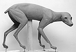 FOX-Red-RF23 FOX - Red-RF23