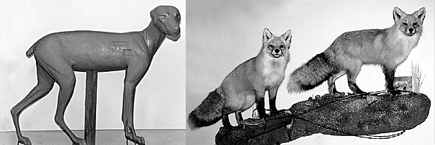 FOX - Red-RF24 FOX - Red-RF24