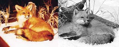 FOX-Red-RF25 FOX - Red-RF25