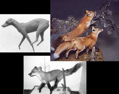 FOX-Red-RF26 FOX - Red-RF26