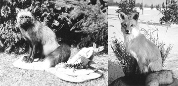 FOX-Red-RF28 FOX - Red-RF28