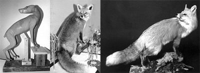 FOX-Red-RF29 FOX - Red-RF29