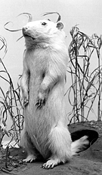 GROUND HOG-G1 GROUND HOG-G1