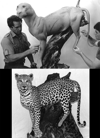 LEOPARD-L452 LEOPARD-L452