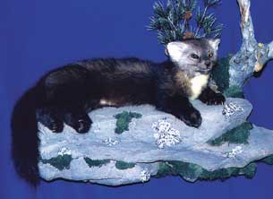 MARTEN-M16 MARTEN-M16