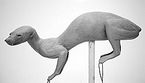 MARTEN-M17 MARTEN-M17