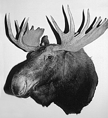 MOOSE-ALASKA/YUKON BULL -MSH-AY-3