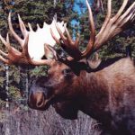 MOOSE-ALASKA/YUKON BULL-MSH-AY-1