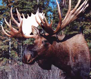 MOOSE-ALASKA/YUKON BULL-MSH-AY-1
