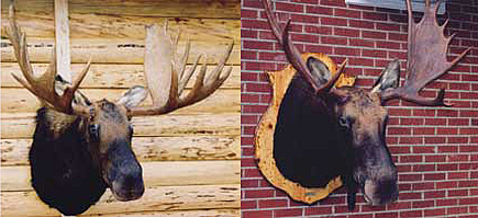 MOOSE - BULL-MSH-2 MOOSE - BULL-MSH-2