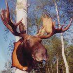 MOOSE - BULL-MSH-NK-1