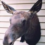 MOOSE - CALF-MSH-C-1