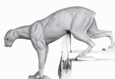 MOUNTAIN LION-ML351-5