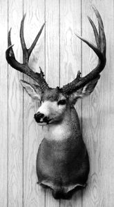 MULE DEER-MD-1 MULE DEER-MD1