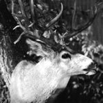 MULE DEER-MD20
