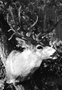 MULE DEER-MD-20 MULE DEER-MD20