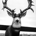 MULE DEER-MD24