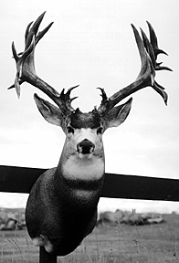 MULE DEER-MD-24 MULE DEER-MD24