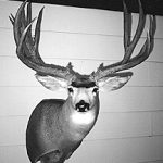 MULE DEER-MD30