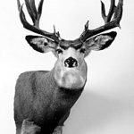 MULE DEER-MD7