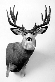 MULE DEER-MD-7 MULE DEER-MD7