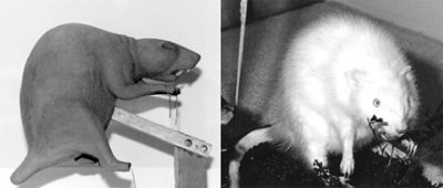 MUSKRAT-MU1 MUSKRAT-MU1