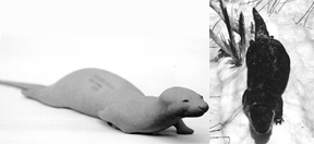 OTTER-O23 OTTER - O23