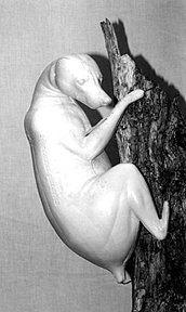 RACCOON-R25 RACCOON-R25