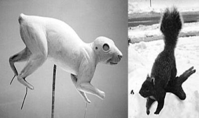 SQUIRREL-BLACK or GREY-SQ1 SQUIRREL-SQ1