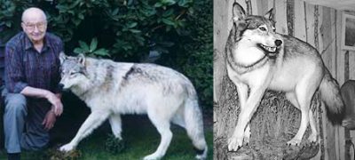 TIMBER WOLF-TW345 TIMBER WOLF-TW345