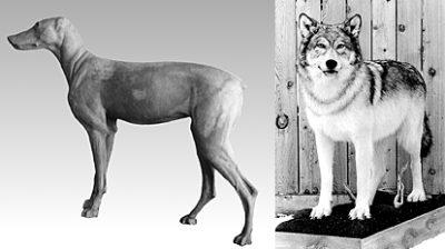 TIMBER WOLF-TW350 TIMBER WOLF-TW350