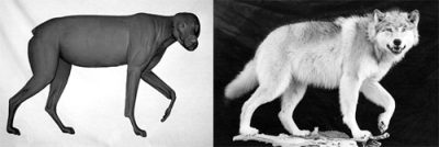 TIMBER WOLF-TW353 TIMBER WOLF-TW353