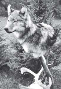 TIMBER WOLF-TWSH2