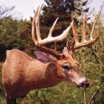 WHITETAIL DEER-119