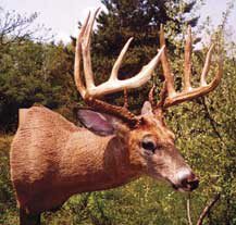 WHITETAIL DEER-119 WHITETAIL DEER-119