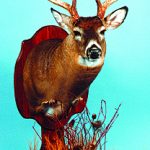 WHITETAIL DEER-171
