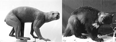 WOLVERINE-W31 WOLVERINE-W31