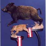 WILD BOAR-Russian-WB49