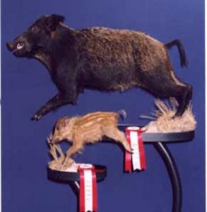 WILD BOAR-Russian-WB49