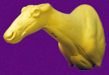 qjut1r2x CARIBOU-CCB-13 - Image 1