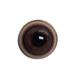 BEAR EYES- Competition 16/21mm