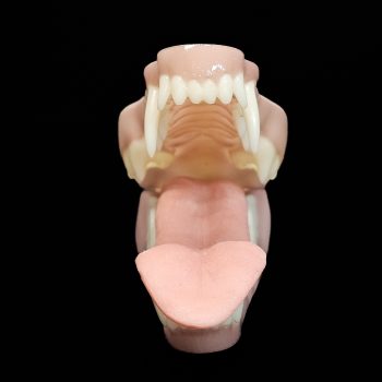 COYOTE JAWSET- Base Colour Panting (Medium) - Image 2